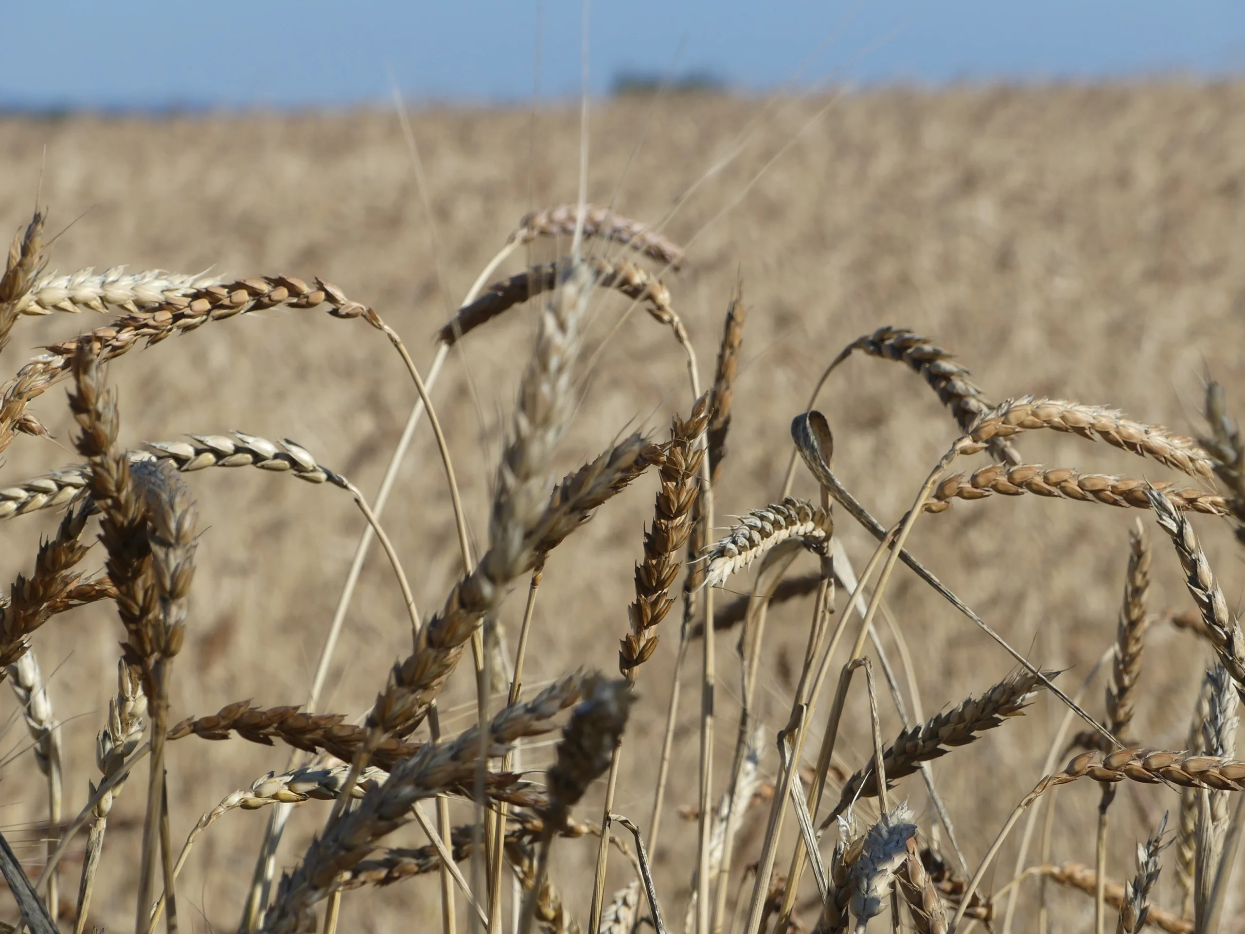 au petit grain bio