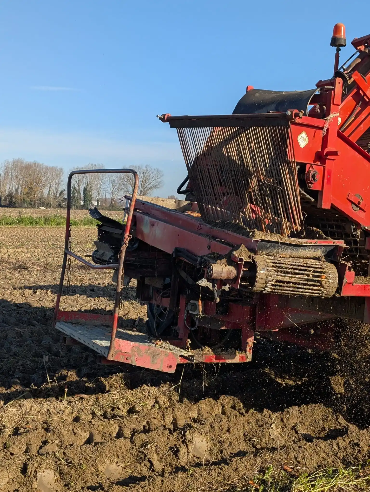 Ramassage des carottes sur l'exploitation Saint Caprais