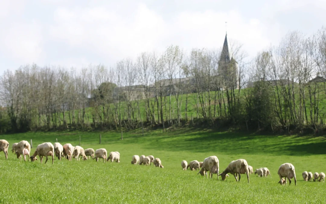 Troupeau village fromages Les Paulinetoises